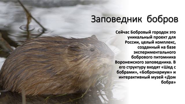 Видео - экскурсия «Мир заповедной природы» смотреть онлайн