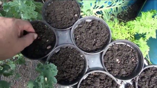 ⟹ RAMBUTAN | Nephelium lappaceum | Starting rambutan from seed Part 2 смотреть онлайн