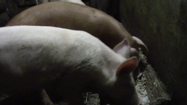 Дюрок и Крупная Белая будем скрещивать. смотреть онлайн