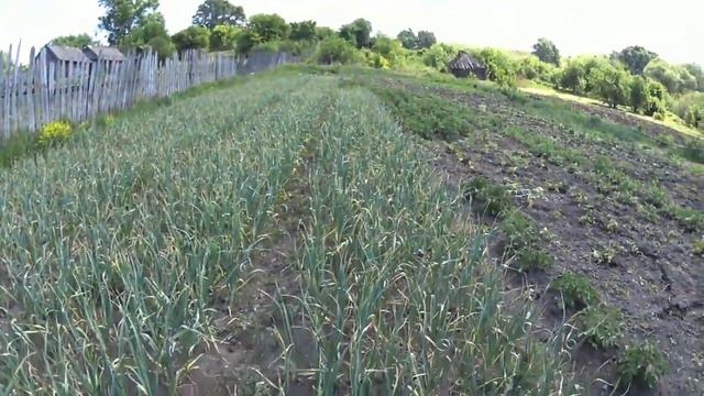 Обламываем стрелки чеснока! Это ВАЖНО! смотреть онлайн