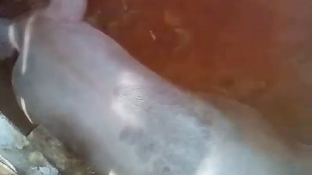 Скоро опорос# свинарник в ЛПХ смотреть онлайн