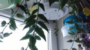 Хойя Белла цветение и уход