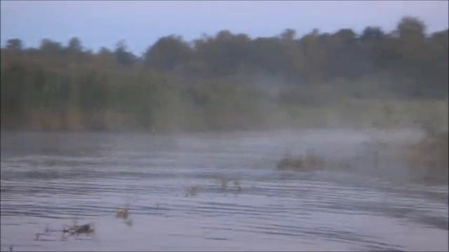 Кошкино в тумане смотреть онлайн