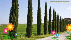 Кипарис пирамидальный. Краткий обзор, описание характеристик, где купить саженцы