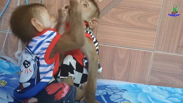 Smart Monkey Baby Sam Loves Monkey Asher And Sleeps In Super Cute Bed