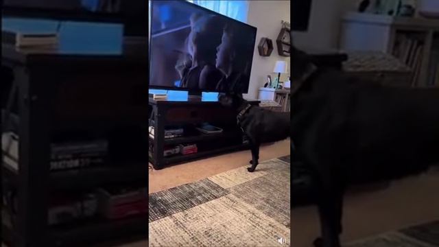 Когда смотришь ну очень остросюжетное кино 😱