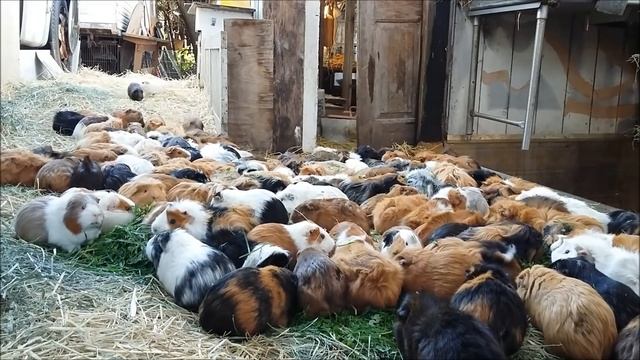 Guinea Pig Herd смотреть онлайн