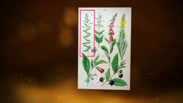 Авран лекарственный (Gratiola officinalis) смотреть онлайн