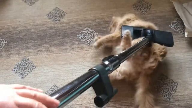 Кот и пылесос часть 2 смотреть онлайн