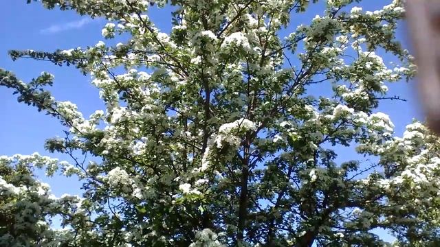 Боярышник цветёт, пчелки работают! смотреть онлайн