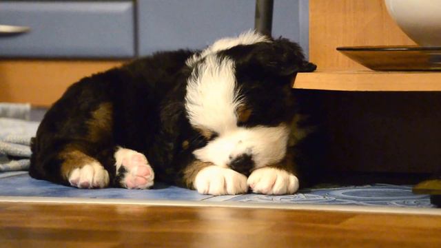 щенок бернского зенненхунда смотрит новости BerjissUa Litter C "Red" male Lovely Puppy from смотреть онлайн