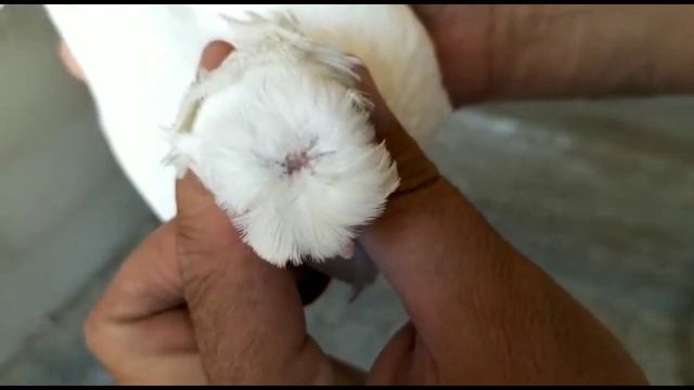 Молодежи этого года лёт и игра. Двухчубые голуби. Tauben. Pigeons. Palomas. Pombos. کبوترها الحمام