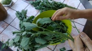 Как готовить лебеду Лебеда целебные свойства Марь белая