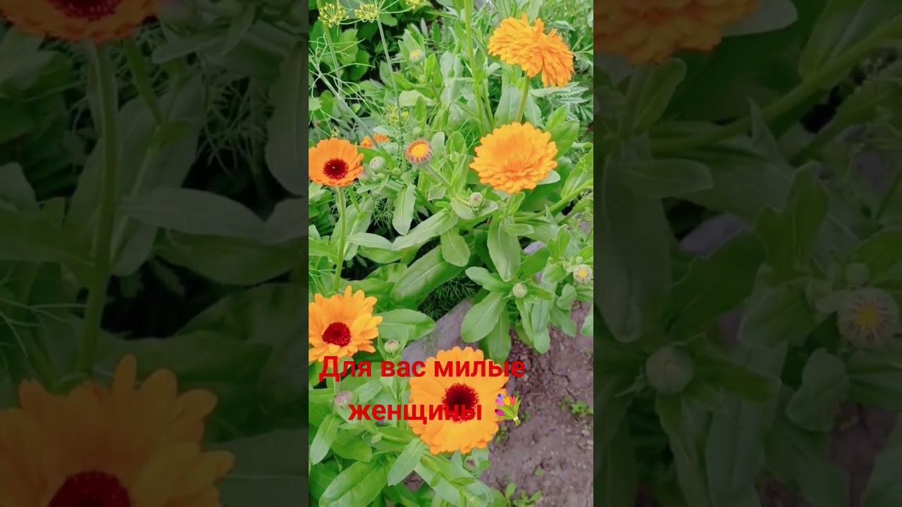 Для Вас.. смотреть онлайн