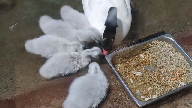 Птенцы черношейных лебедей