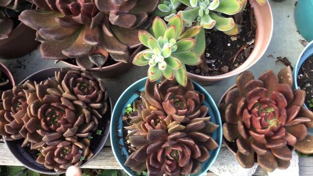 Floración de Echeveria Black Prince смотреть онлайн