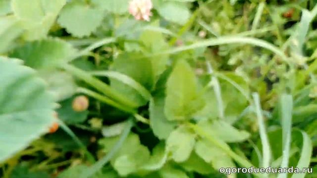 Дукат - очень урожайный сорт клубники смотреть онлайн