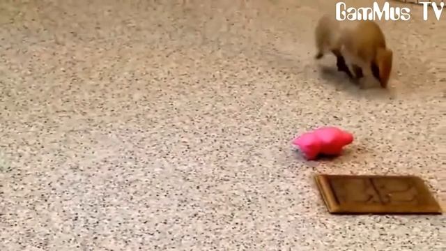 ПРИКОЛЫ / ЧТО ЭТО ЗА ЖИВОТНЫЕ?! / САМЫЕ СМЕШНЫЕ ЖИВОТНЫЕ /ЗАБАВНЫЙ ЁЖИК/ПРИКОЛЫ С КОТОМИ И СОБАКАМИ смотреть онлайн