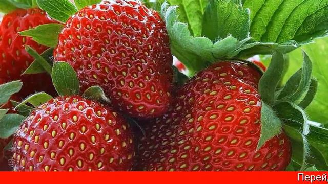 Ягодница кладовая природы реальные смотреть онлайн