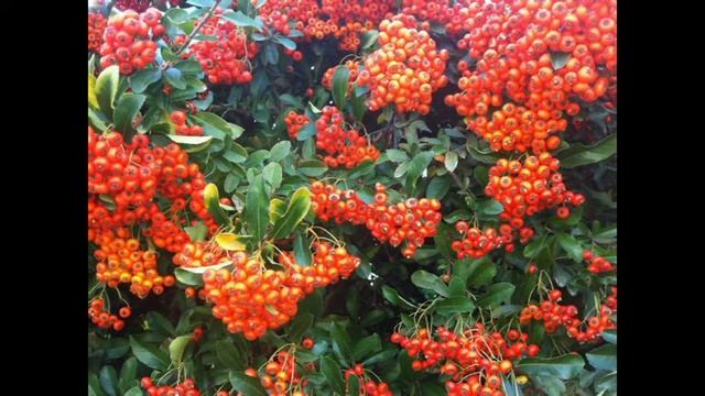 Ветка СИРЕНИ смотреть онлайн