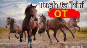 ТУШДА ОТ КЎРСА - TUSHDA OT KO’RISH - TUSHDA OT KO'RSA