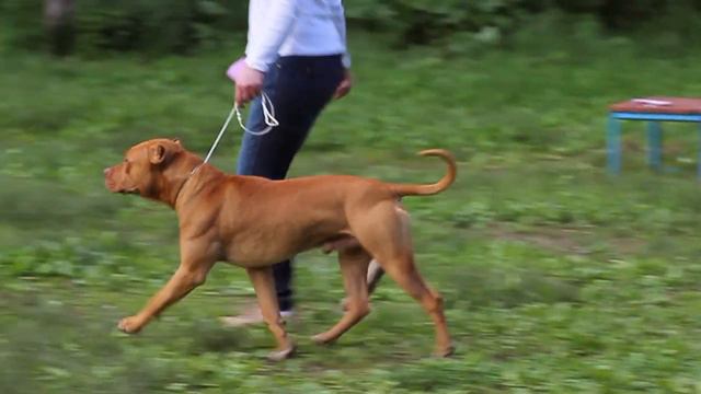 Brave Fighter's pitbulls! pitbull-show 2017 Russia Moscow смотреть онлайн
