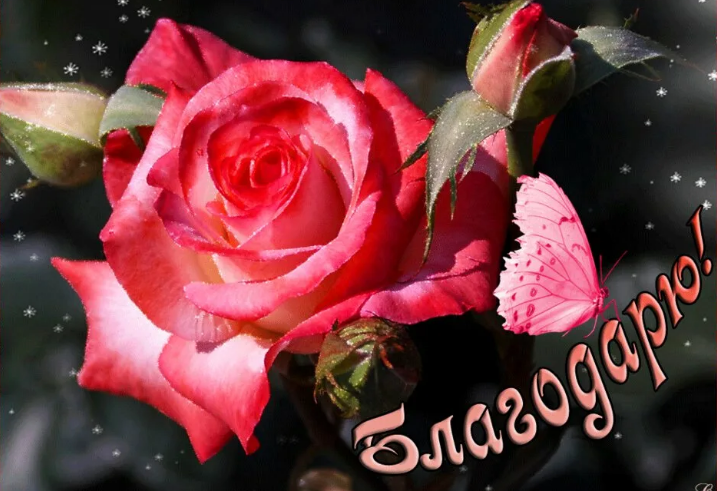 Спасибо. Автор текста Марина Простая. Стихи о жизни.