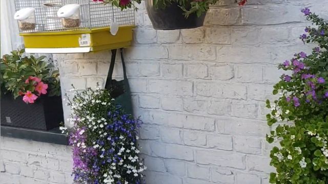 Соловей поёт, как канарейка или наоборот... смотреть онлайн