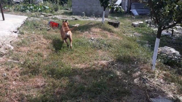 Как узнать если собака беременна, беременность у собаки день 1. Амстафф в деле. смотреть онлайн