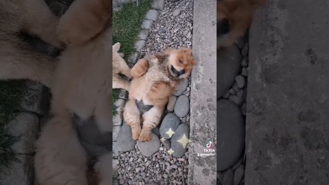 детки чау-чау смотреть онлайн