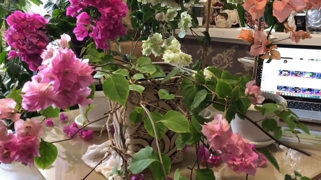 БУГЕНВИЛЛИЯ РЕЗУЛЬТАТ ОБРЕЗКИ. УХОД И СОРТА/BOUGAINVILLEA A RESULT OF PRUNING. CARE AND VARIETIES смотреть онлайн