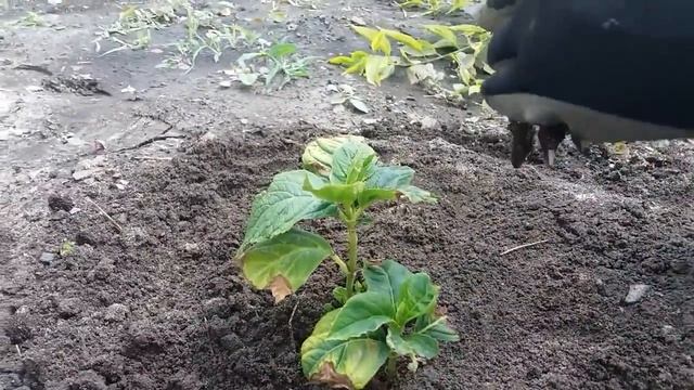 Как спасти гортензию. Гортензия Ванила Фрайз и Фантом.