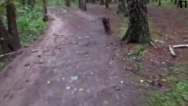 Машка в лесу смотреть онлайн