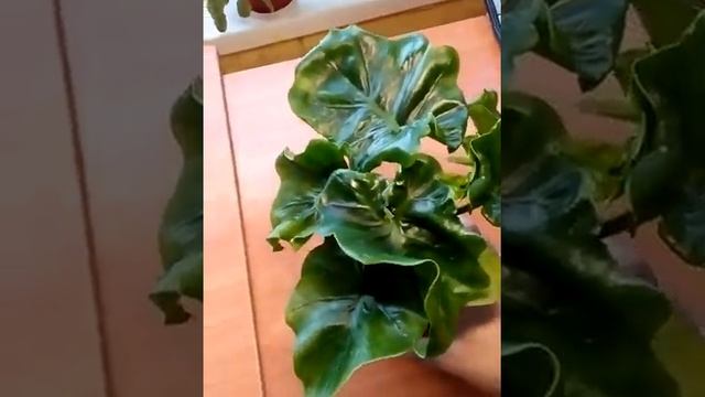 Филодендрон Атом. смотреть онлайн