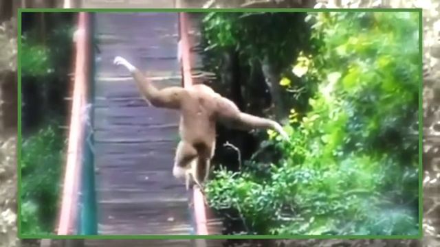 Смешное видео: гиббон-эквилибрист показал мастер-класс