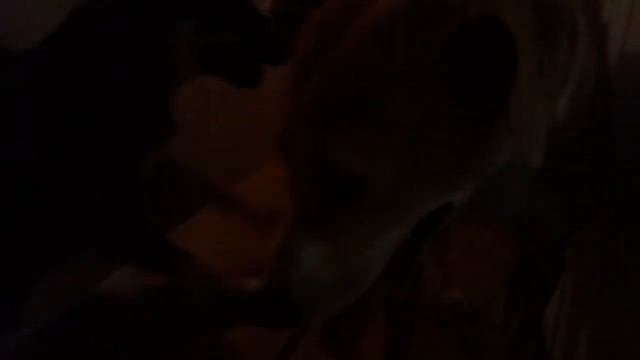 Джульетта - выжившая чудом собака после отравления ! смотреть онлайн