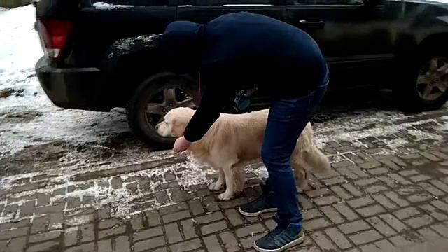 Дрессировка собак -золотистый ретривер Франк 3 года.Дрессировщик Сергей