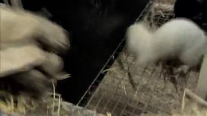 Клетка для содержания норки