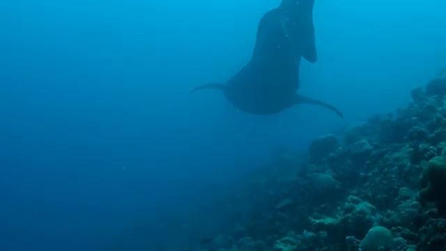 Maldives and different sea creatures to see смотреть онлайн