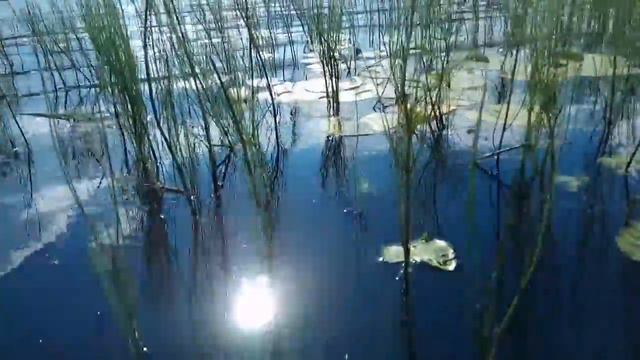 VID 20200808 160201 По реке всё хожу и дрожу... Павел Васильев Лахтинский смотреть онлайн