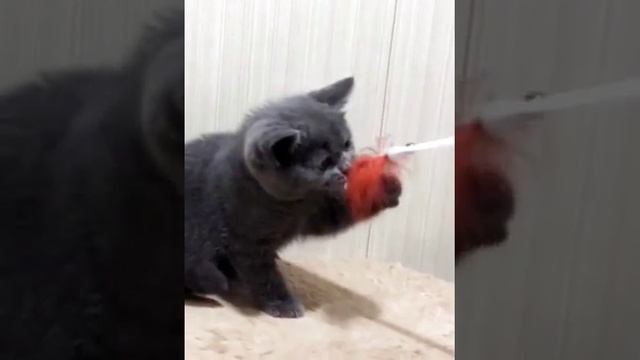 Британский котёнок питомник House Arletta British смотреть онлайн