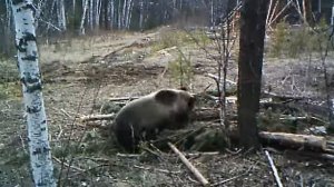 Охота в Бурятии на изюбря, косулю, кабан, медведя.