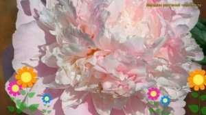 Пион молочноцветковый Мадам Де Ур. Краткий обзор, описание paeonia lactiflora Madame d«Hour