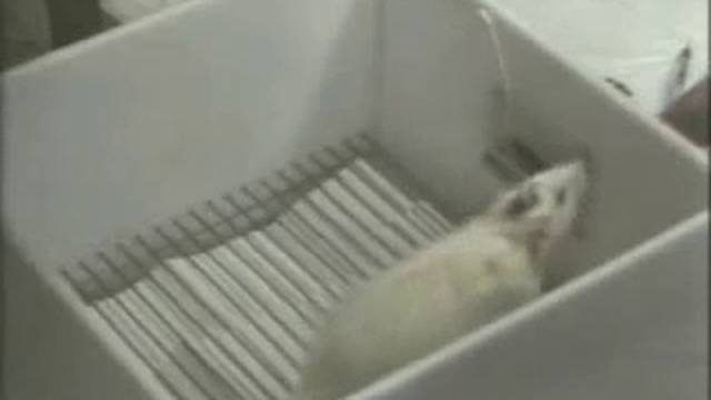 Insecure Actresses - 