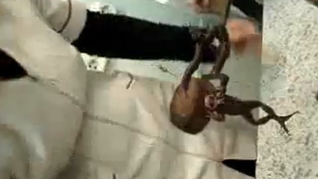 Занятие по Нормальной Физиологии СПБГМА смотреть онлайн