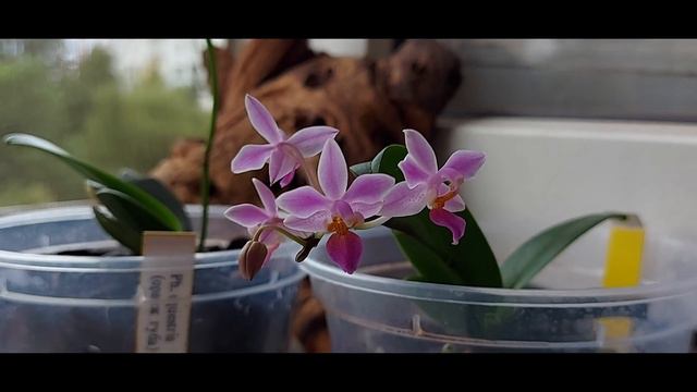 Ph. equestris и поболтать смотреть онлайн