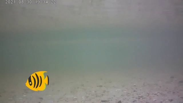 Первое подводное видео смотреть онлайн