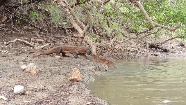 Komodo Dragon Attack the Deer Part 2 #wildlife#wildanimals #wonderfulindonesia #komodoisland смотреть онлайн