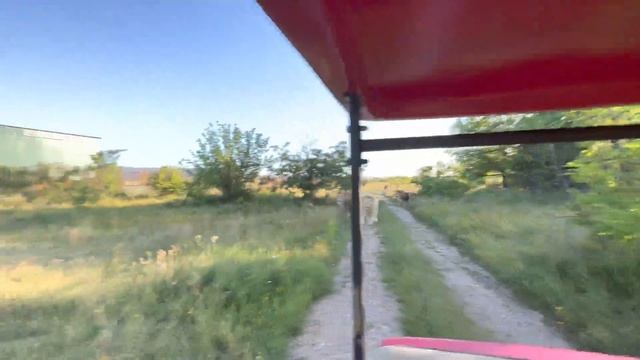 Этот лев смотрел на нас ЗВЕРЕМ ещё неделю назад!!! Я не понимаю КАК это происходит? смотреть онлайн