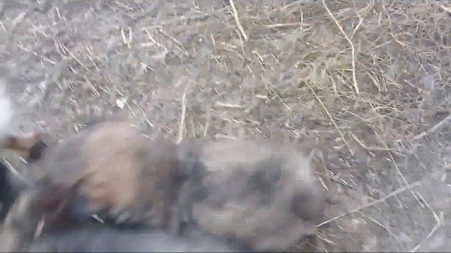 Наш техникум славится хорошими животными! Загляните в описание смотреть онлайн